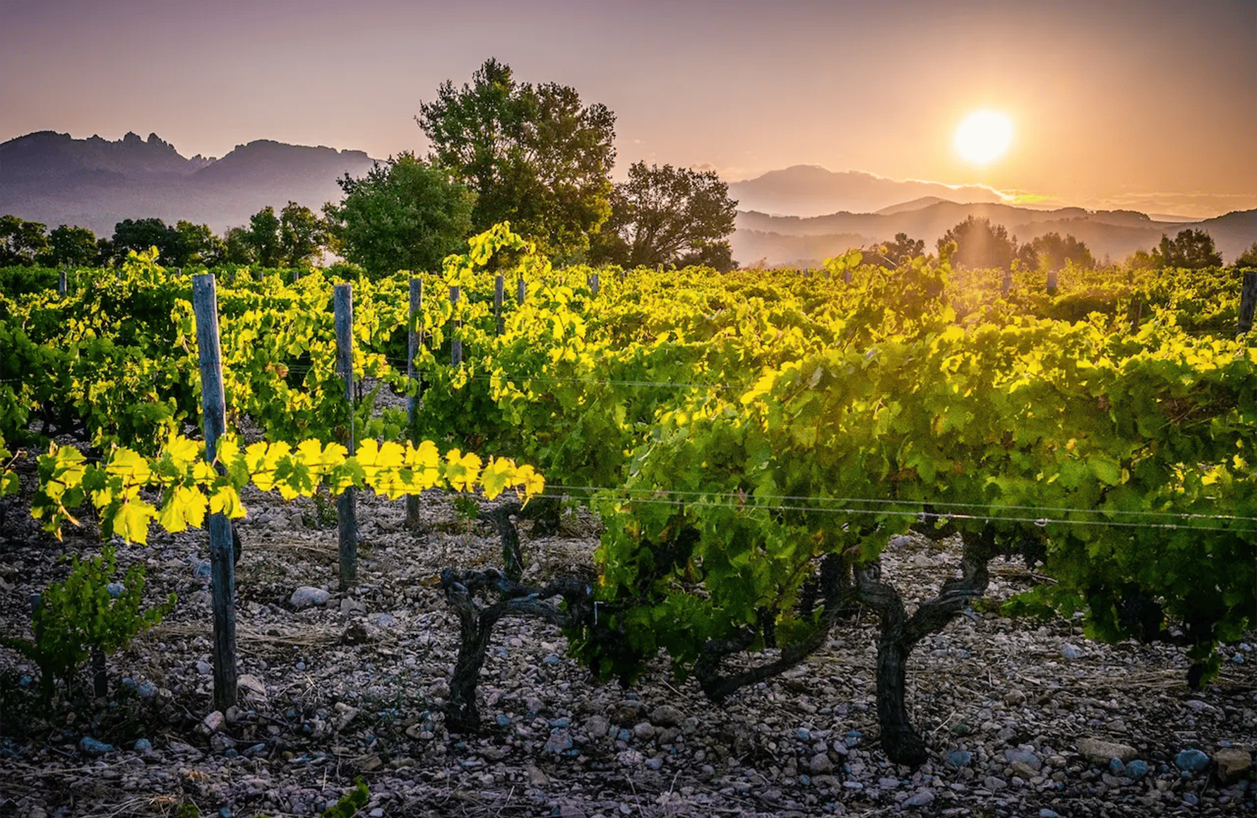 l’histoire du Domaine le Sang des Cailloux