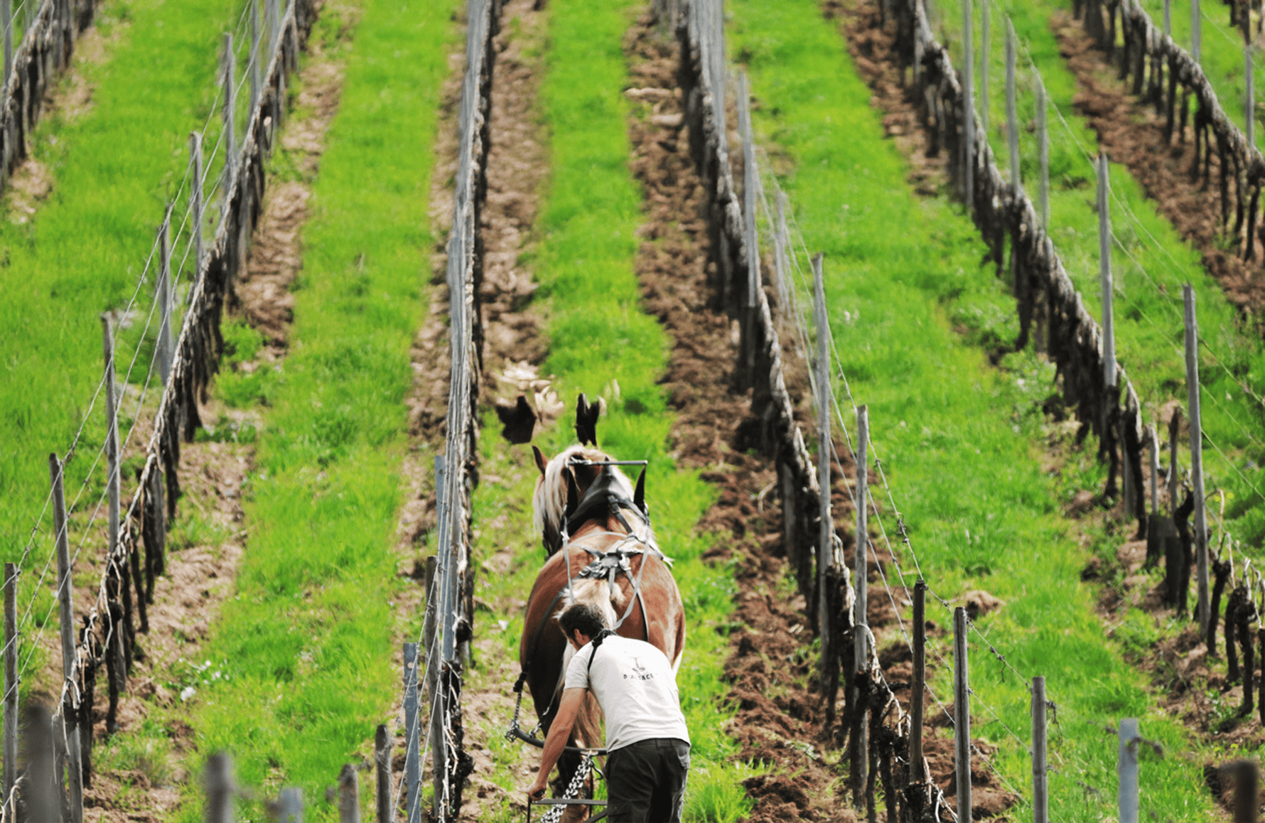 Wines Domaine Marc Kreydenweiss