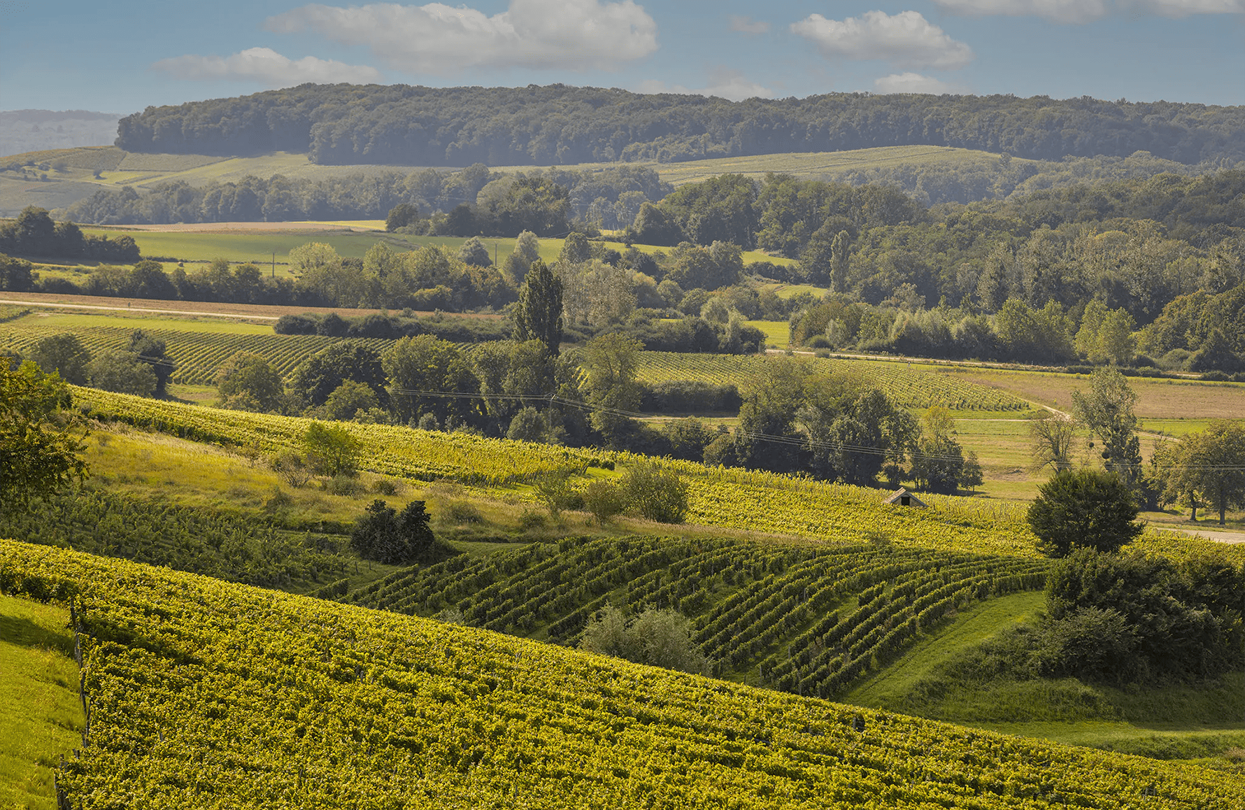 the story of Rolet Estate