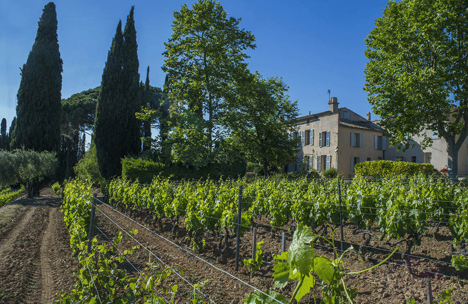 la historia de Domaine Tempier