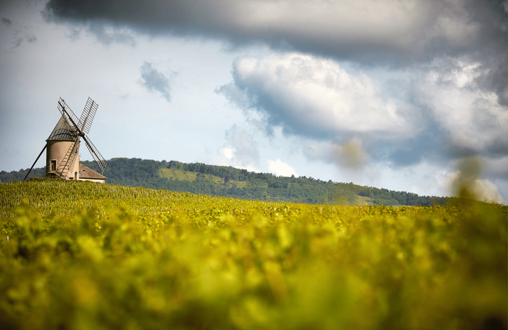Wines Labruyère Family