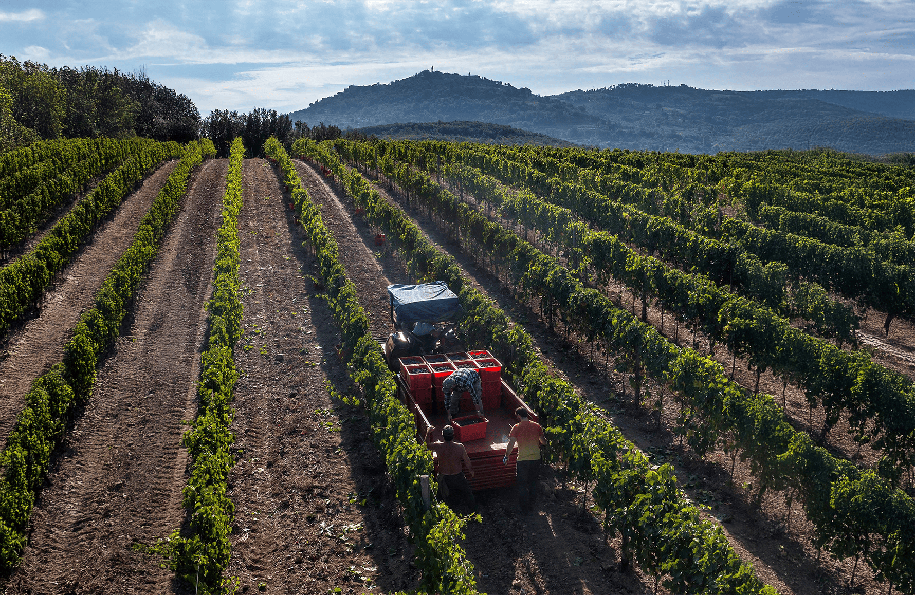 the story of Il Marroneto - Italy