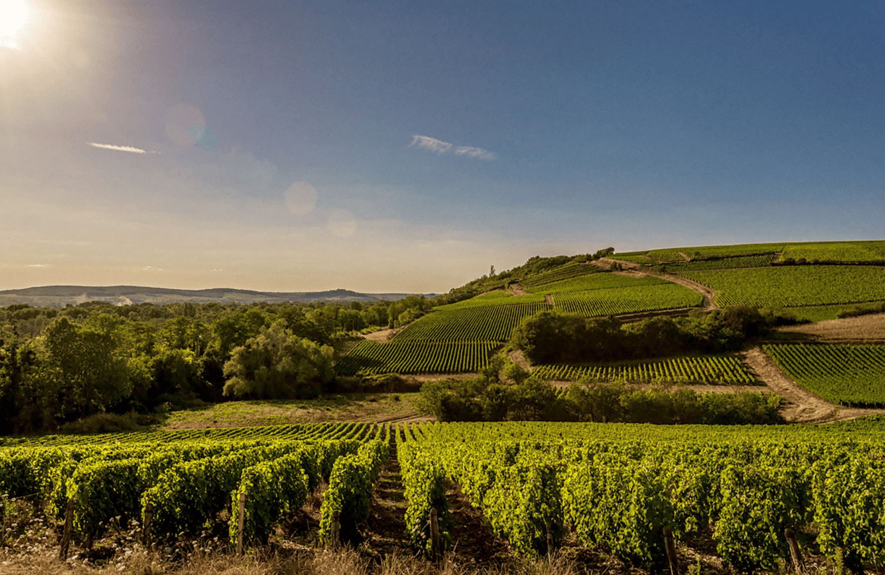 l’histoire du Domaine Jonathan Didier Pabiot