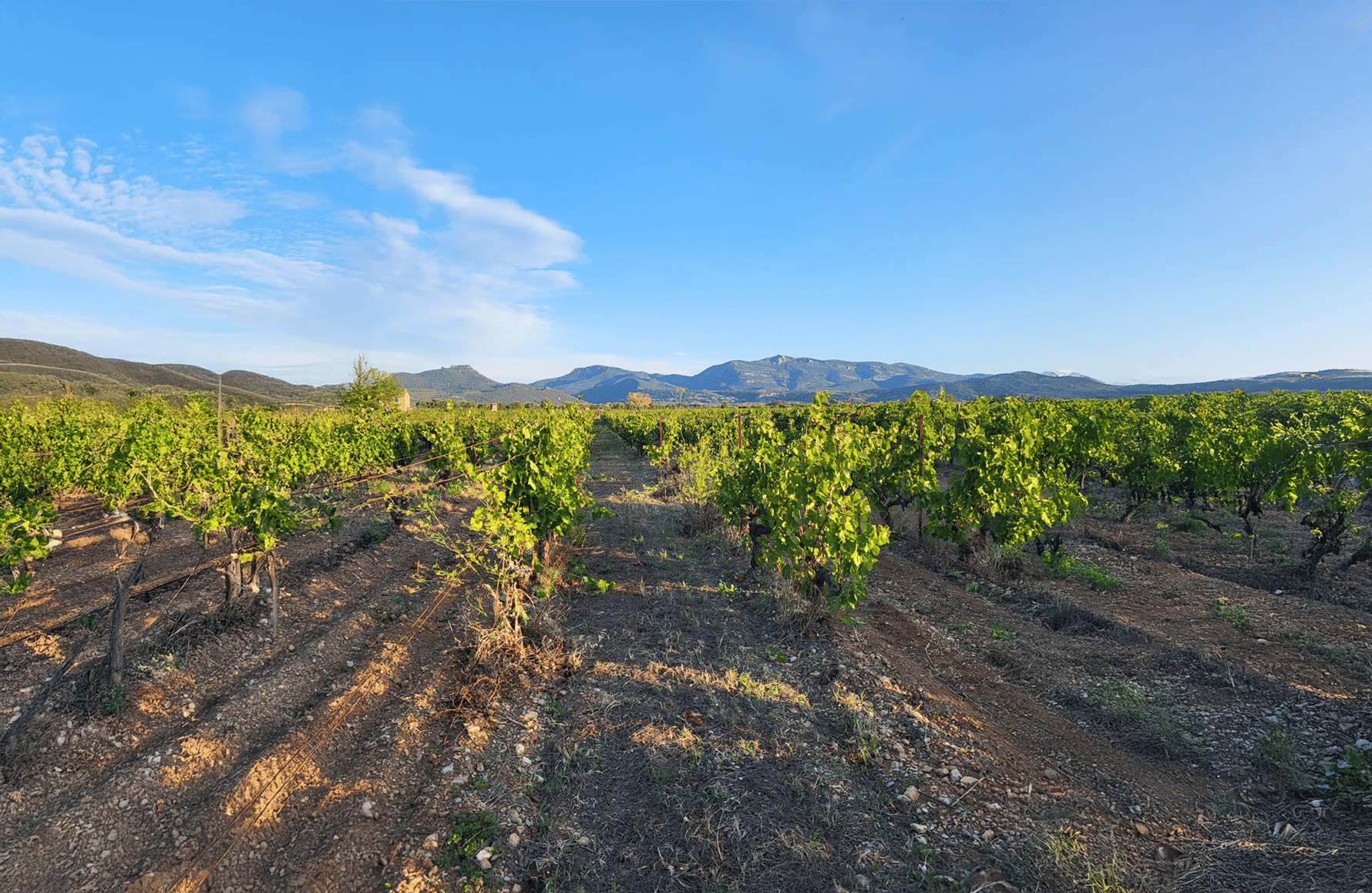 Wines Mas de l'Ecriture