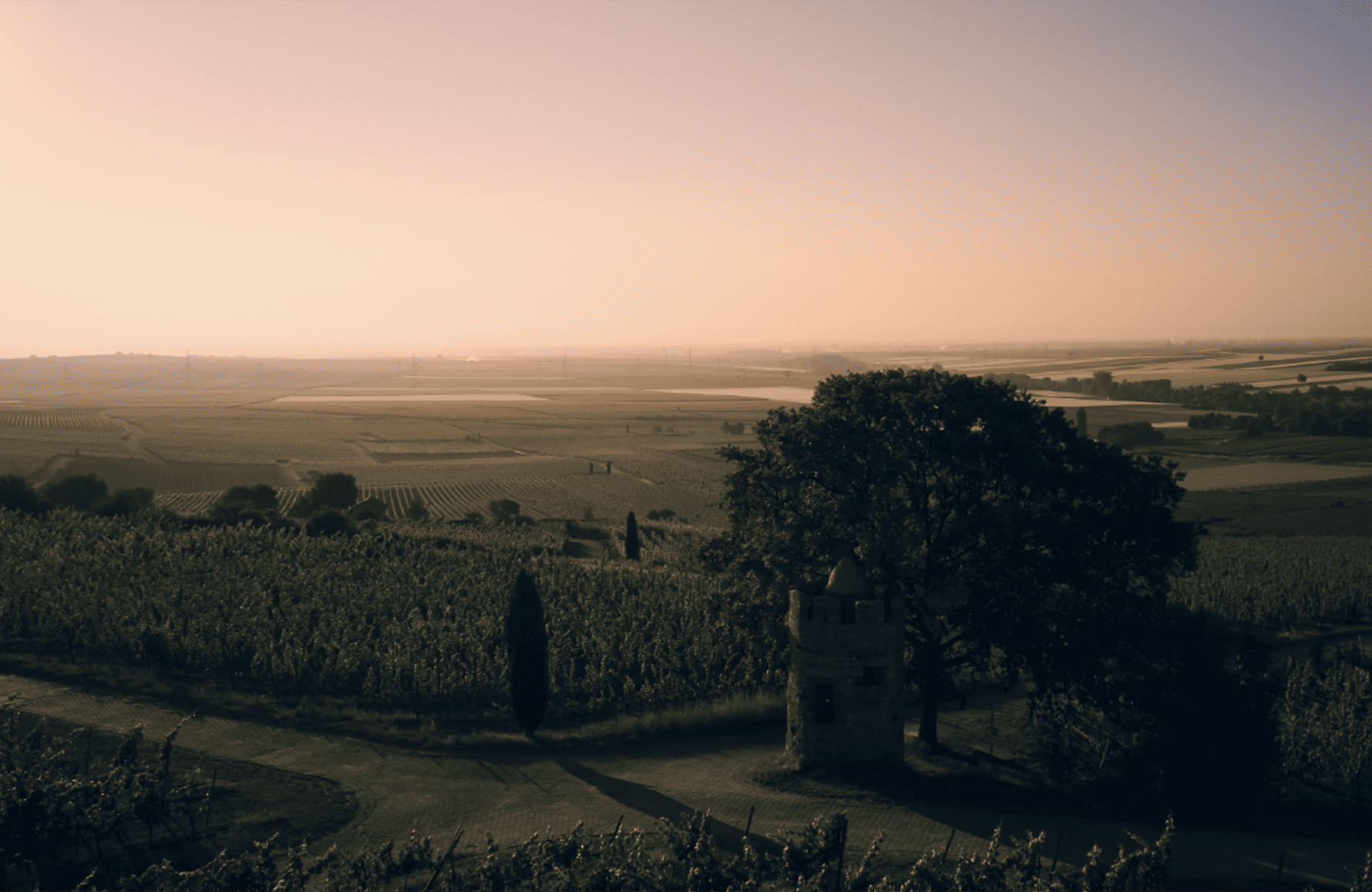 Wines Weingut Wittmann Germany